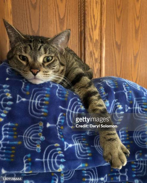 cat relaxing - hanukkah animal photos et images de collection