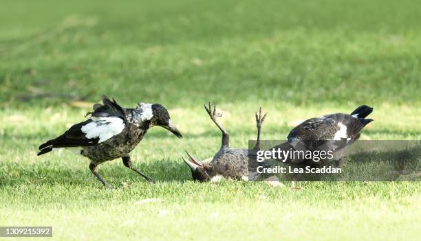playful young magpies - ekster stockfoto's en -beelden
