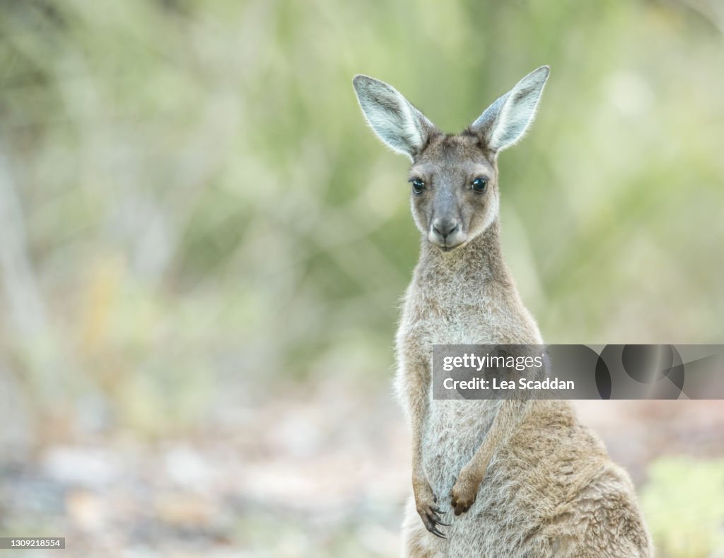 Kangaroo Joey