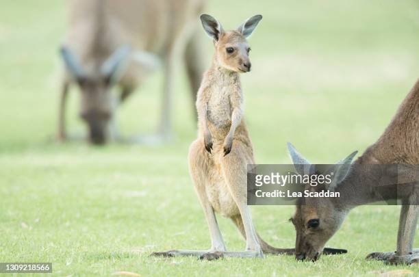 kangaroo joey - joey kangaroo photos et images de collection