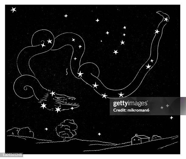 old engraved illustration of astronomy - draco, snake constellation - draco stock pictures, royalty-free photos & images