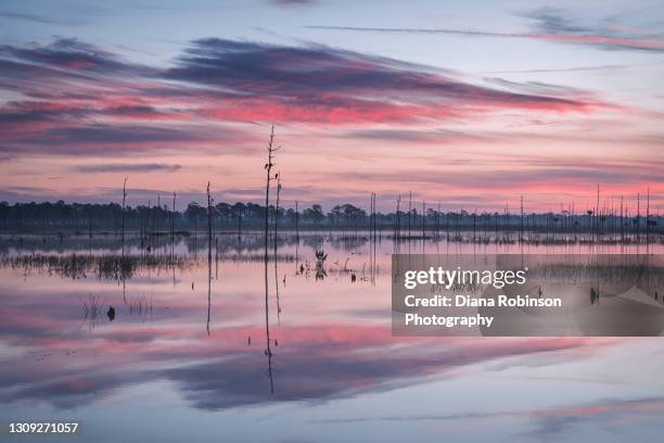 dramatic clouds in the sky reflected in the marsh just before sunrise at babcock wildlife management area near punta gorda, florida - habitat bird florida stock pictures, royalty-free photos & images