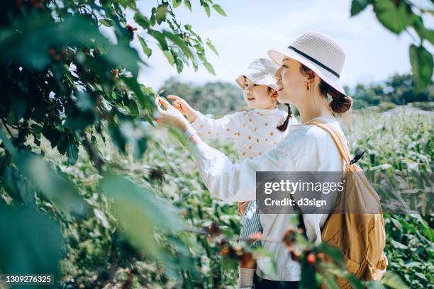 young asian mother and lovely little daughter picking fresh mulberries together in an organic mulberry farm joyfully. experiencing gardening and harvesting. mother teaching daughter to learn to respect the mother nature. family in nature and outdoor fun - mulberry fruit stock pictures, royalty-free photos & images