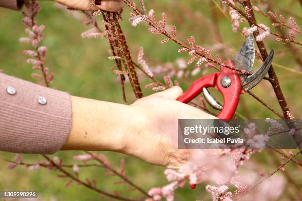 woman trimming pink flowers in the garden - ast baum hand frühling stock-fotos und bilder