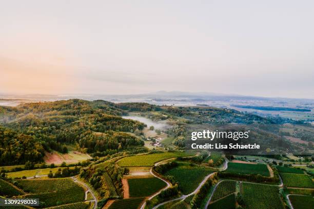 vineyard at sunrise, kaiserstuhl, germany - baden württemberg fotografías e imágenes de stock