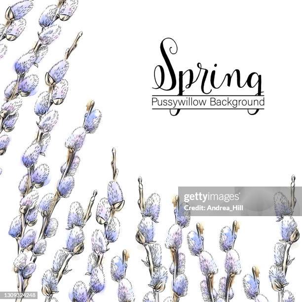 spring design with pussy willows in watercolor and ink. vector eps10 illustration - willow tree white background stock illustrations