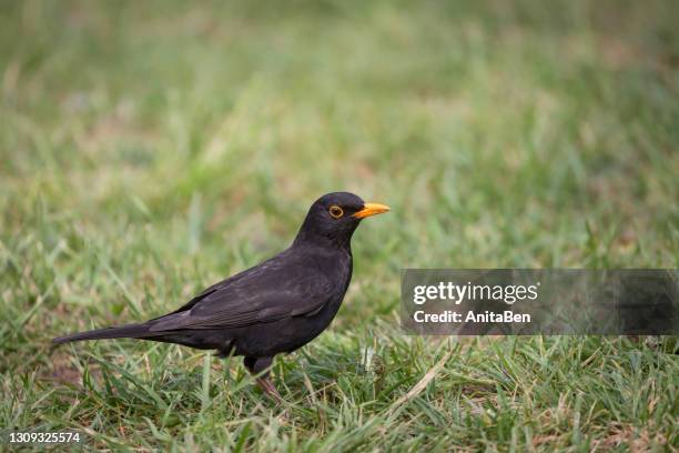 common blackbird/eurasian blackbird in green meadow at morning. - blackbird stock pictures, royalty-free photos & images