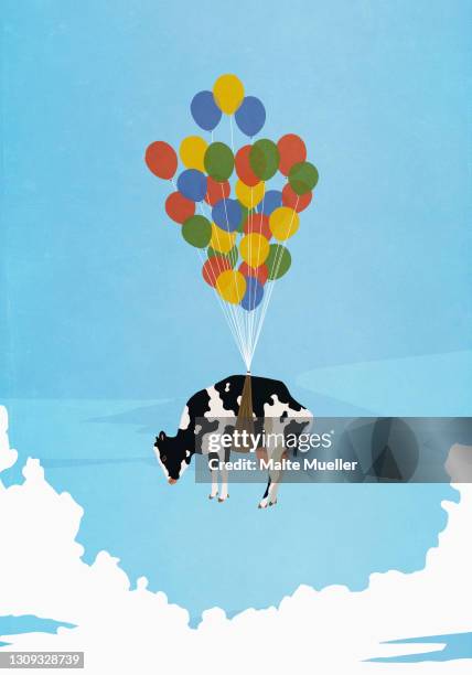 helium balloon bunch lifting cow in sky - funny animals stock illustrations