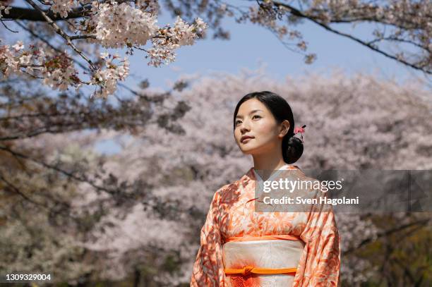 beautiful young japanese woman in kimono under cherry blossom tree - cinta de seda imagens e fotografias de stock