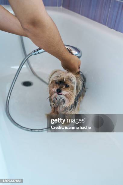 woman giving her yorkshire terrier dog a bath. - yorkshire terrier playing stock pictures, royalty-free photos & images