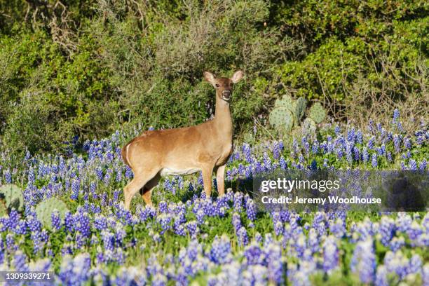 white-tailed deer standing in a field of wildflowers - hill country stock pictures, royalty-free photos & images