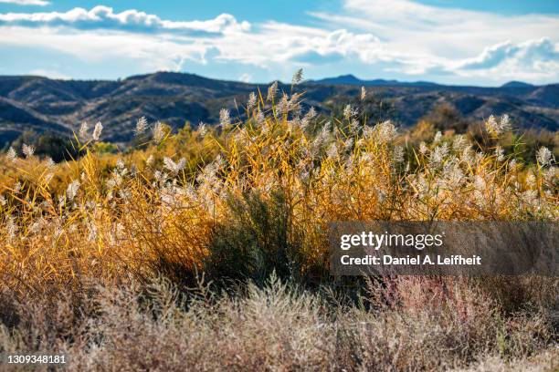 High Prairie Photos And Premium High Res Pictures Getty Images high-prairie-photos-and-premium-high-res-pictures-getty-images