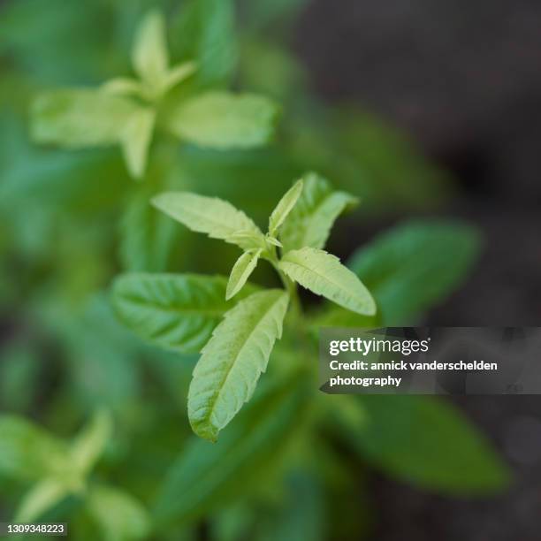 lemon verbena - vervain stock pictures, royalty-free photos & images