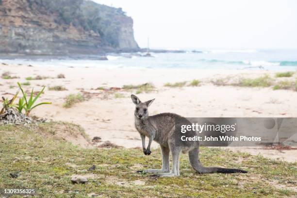 a kangaroo on pebbly beach. new south wales. australia. - batemans bay fotografías e imágenes de stock