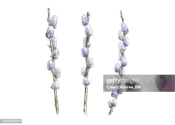 illustrations, cliparts, dessins animés et icônes de pussy willows dessiné à l’aquarelle et à l’encre. illustration vectorielle eps10 - saule blanc