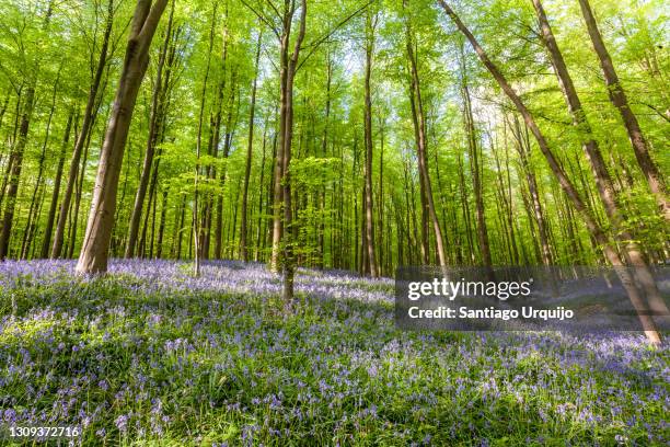 bluebell bloom in beech forest - bluebell wood foto e immagini stock