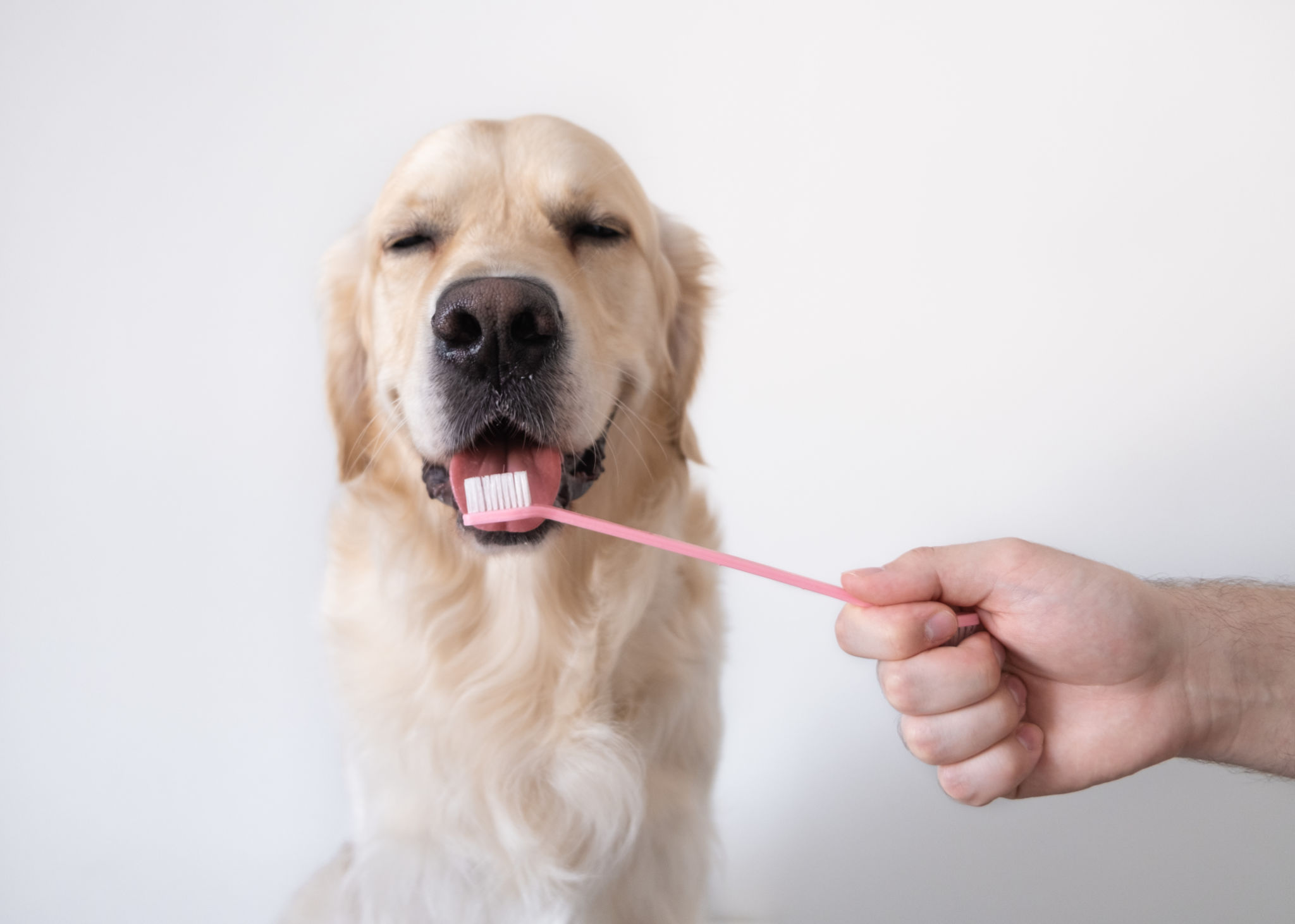 Brushing a dog's teeth. Male hand holds animal toothbrush. Pet hygiene concept Brushing a dog's teeth. Male hand holds animal toothbrush. Pet hygiene concept
