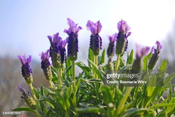 1 776点のフリンジドラベンダーのストックフォト Getty Images 1 776点のフリンジドラベンダーのストックフォト Getty Images