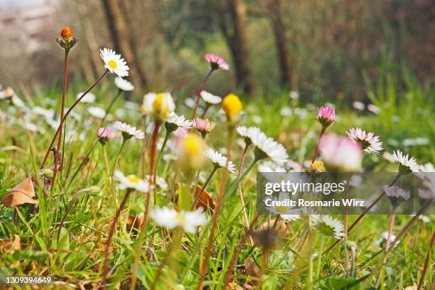 daisies in natural surroundings, backlit - flor silvestre fotografías e imágenes de stock