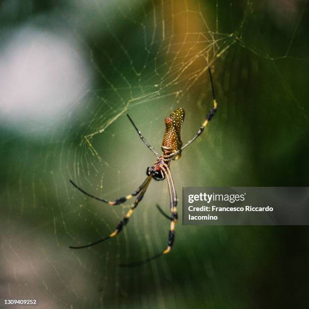 golden orb spider close up, costa rica - limon stock-fotos und bilder