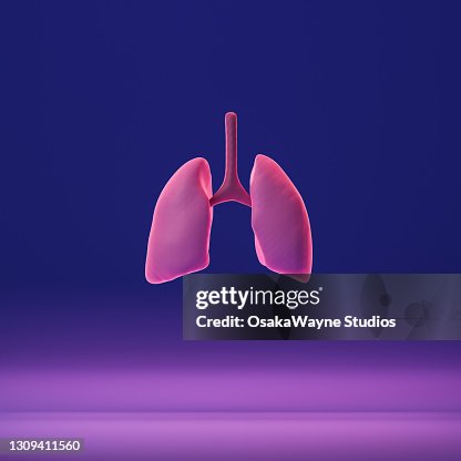 Human lung on blue and pink color gradient. 3D model of internal organ. Human lung on blue and pink color gradient. 3D model of internal organ.