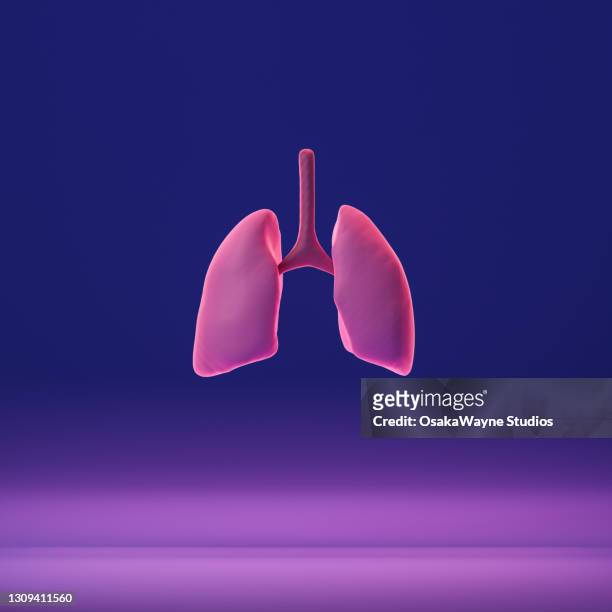 human lung on blue and pink color gradient. 3d model of internal organ. - lung fotografías e imágenes de stock