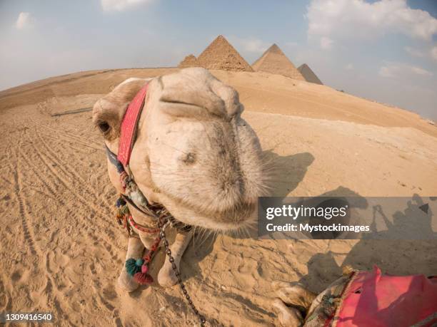 porträtt av kamel som ligger framför giza-pyramiderna - kamel bildbanksfoton och bilder