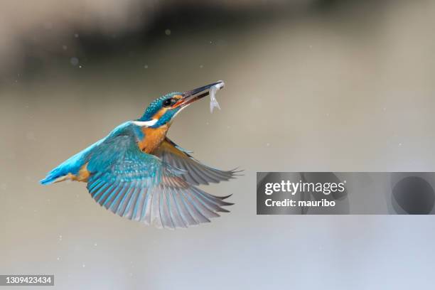 pesca de peces rey (alcedo atthis) - alas-desplegadas fotografías e imágenes de stock