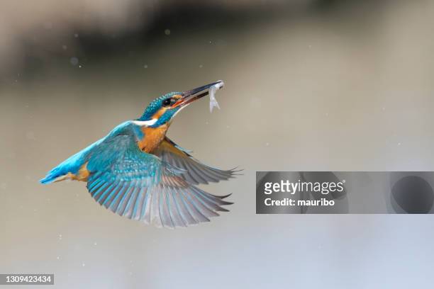 kingfisher fishing (alcedo atthis) - kingfisher stock pictures, royalty-free photos & images