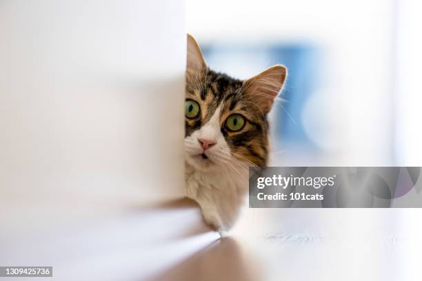 norwegian forest cat looking out from behind the wall at home - curiosity abstract stock pictures, royalty-free photos & images