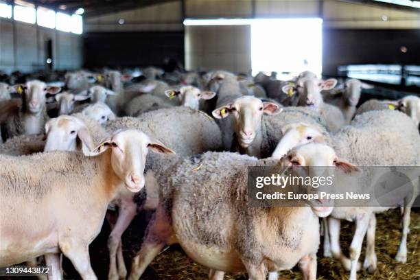 Livestock sheep at the Don Apolonio factory on March 26, 2021 in Malagon, Ciudad Real, Castilla-La Mancha, Spain. The business dates back to the end...