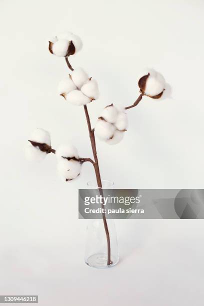 dried cotton - planta de algodón fotografías e imágenes de stock