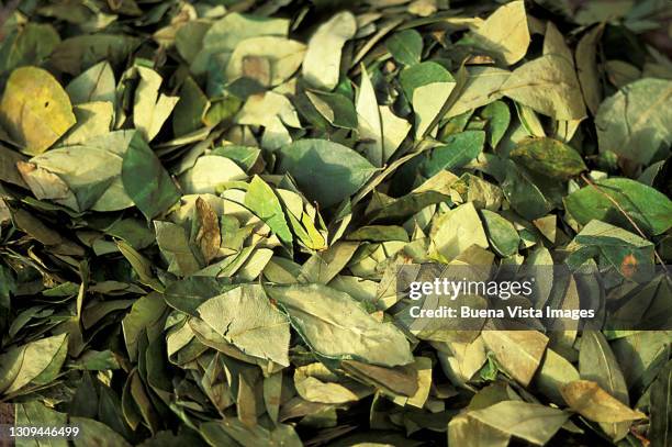 dried coca leaves - coca stock-fotos und bilder