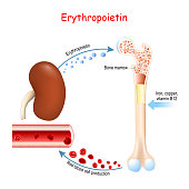 Erythropoietin. Glycoprotein cytokine secreted by the kidney