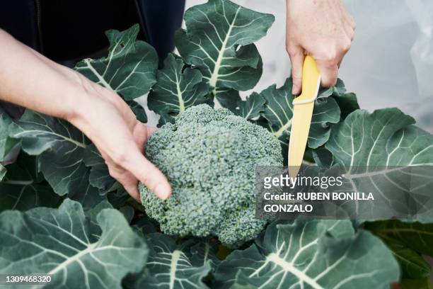 two caucasian hands harvesting a broccoli plant with a yellow knife - crucifers stock pictures, royalty-free photos & images