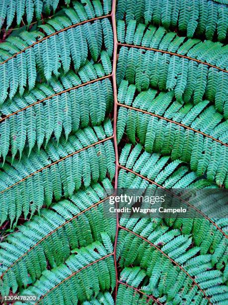 fern leaves background - helecho stock pictures, royalty-free photos & images