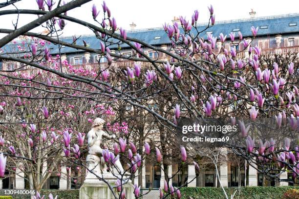 romantiek in palais royal met magnoliabloesem - jardin du palais royal stockfoto's en -beelden