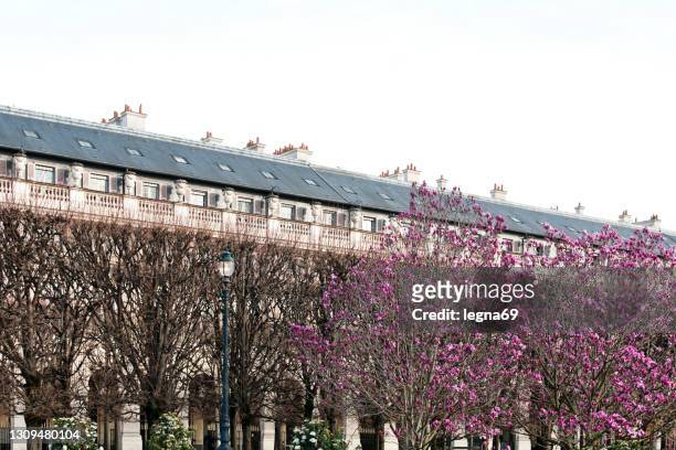 romantik im palais royal mit magnolienblüte - jardin du palais royal stock-fotos und bilder