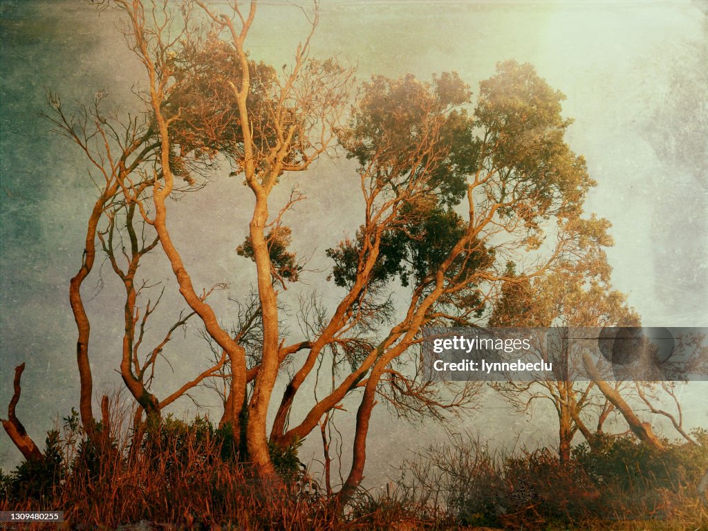 Coastal Banksia - Byron Bay NSW
