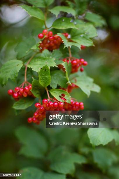 viburnum bush in summer in the garden-stock photo - viburnum stock-fotos und bilder