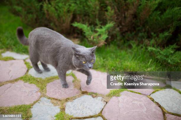 gray shorthair cat walks in the garden in the fresh air among the plants-stock photo - cat walking stock pictures, royalty-free photos & images