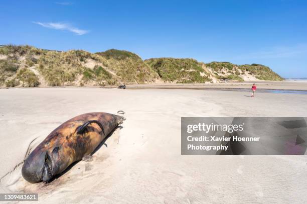 dead pilot whale | strahan - pilot whale stock pictures, royalty-free photos & images