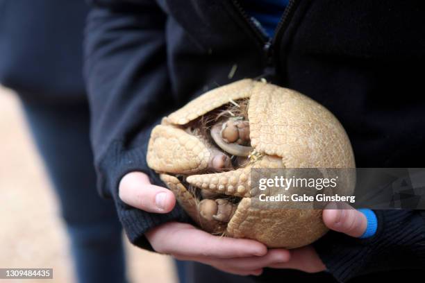 animals : three-banded armadillo - petting zoo stock pictures, royalty-free photos & images