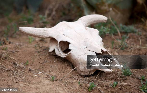 a sun bleached animal skull - animal skull stock-fotos und bilder