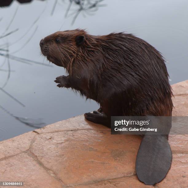 animals: north american beaver - kanadischer biber stock-fotos und bilder