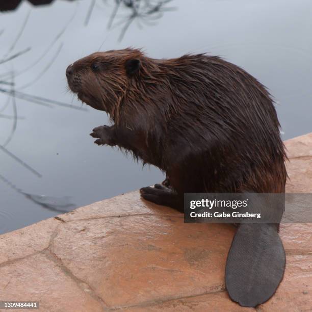 animals: north american beaver - beaver foto e immagini stock