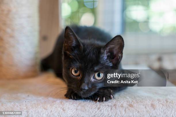 the black kitten sharpens claws - griffes ou pinces photos et images de collection