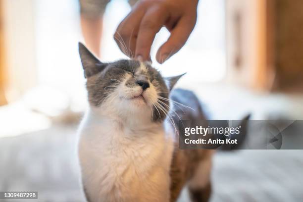 human-cat relationship - cat and owner stockfoto's en -beelden
