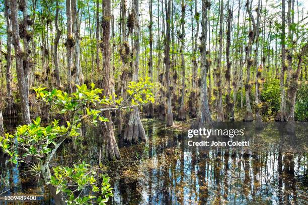 the florida everglades, bald cypress trees, tropical wetlands, big cypress preserve - big cypress swamp national preserve stock pictures, royalty-free photos & images