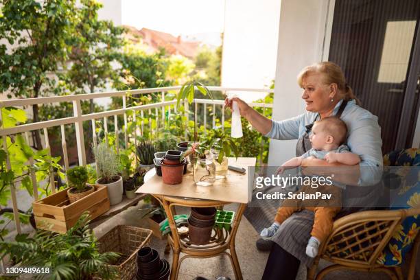 cheerful senior woman spraying water on growing mango and avocado tree while her little grandson making her company - balcony vegetables stock pictures, royalty-free photos & images